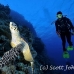 turtle_hawksbill_pan_h_0010_egy0058.jpg